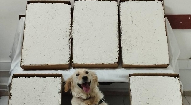 Konya'da yolcu otobüsünde kaçakçılığa jandarma engeli 