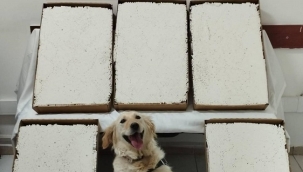 Konya'da yolcu otobüsünde kaçakçılığa jandarma engeli 