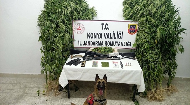 Konya'nın 5 ilçesinde Jandarma'dan zehir operasyonu!