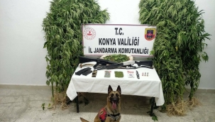 Konya'nın 5 ilçesinde Jandarma'dan zehir operasyonu! 