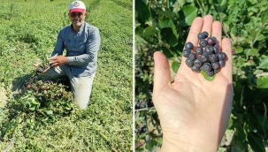 AKŞEHİR'DE ARONYA ÜRETİMİ BAŞLADI 