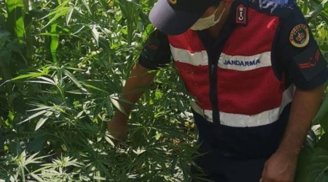 Ilgın'da Jandarmadan kenevir operasyonu 