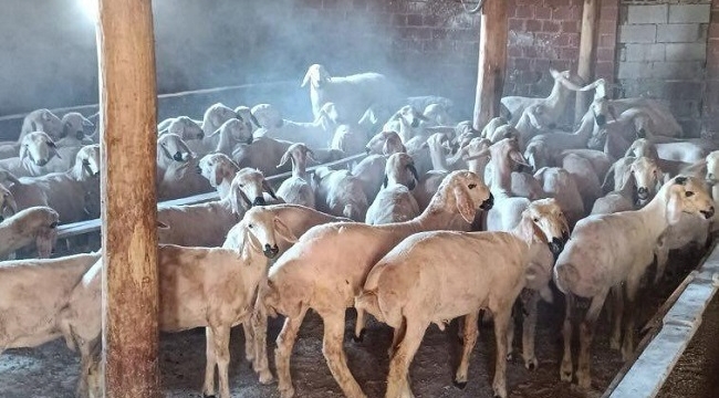 Jandarma'dan hayvan hırsızlığı operasyonunda 3 kişi tutuklandı 