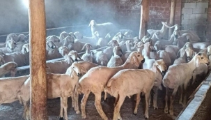 Jandarma'dan hayvan hırsızlığı operasyonunda 3 kişi tutuklandı 