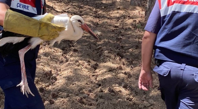 Sarayönü'de yaralı leylek jandarma tarafından koruma altına alındı 