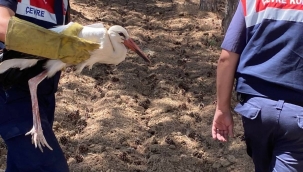 Sarayönü'de yaralı leylek jandarma tarafından koruma altına alındı 
