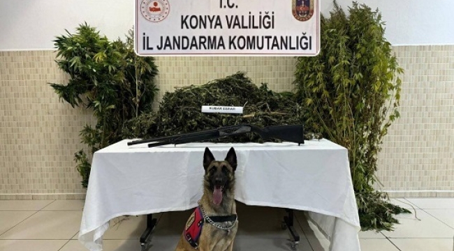 Konya'nın 4 ilçesinde jandarmadan uyuşturucu operasyonu 