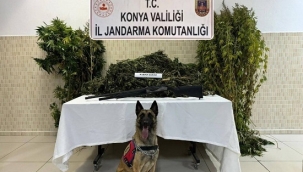 Konya'nın 4 ilçesinde jandarmadan uyuşturucu operasyonu 