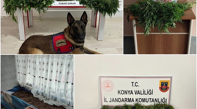 Jandarmadan uyuşturucu operasyonu! 