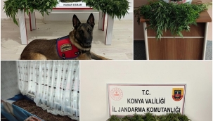 Jandarmadan uyuşturucu operasyonu! 