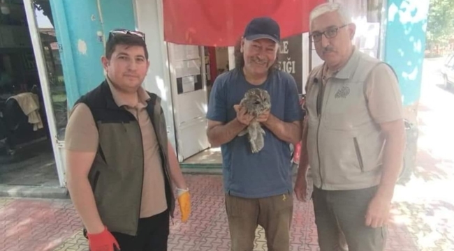Yaralı Baykuşa Muhtar Sahip Çıktı 