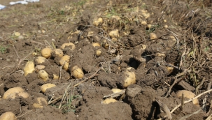 KONYA ŞEKER'DEN ÜRETİCİ ORTAKLARINA PATATES BEDEL ÖDEMESİ 