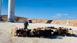 Konya'da Jandarma ekipleri kaybolan 54 küçükbaş hayvan buldu 