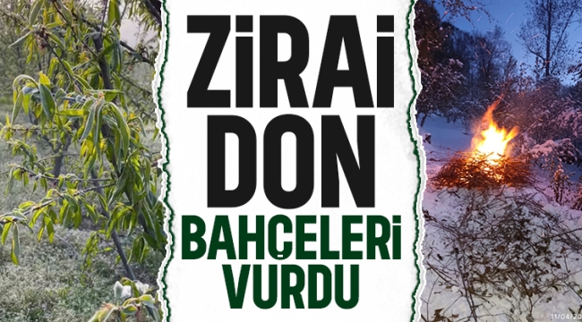 MEYVE BAHÇELERİNDE ZİRAİ DON NEDENİYLE %90-95 ORANINDA ZARAR