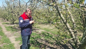 ZİRAİ DON NEDENİYLE ZARAR TESPİTİ YAPILIYOR 