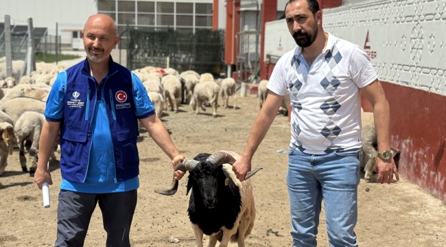 Cumhurbaşkanı Erdoğan'ın vekaletini TDV'ye verdiği kurbanlar Konya'da kesildi 