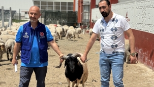 Cumhurbaşkanı Erdoğan'ın vekaletini TDV'ye verdiği kurbanlar Konya'da kesildi 