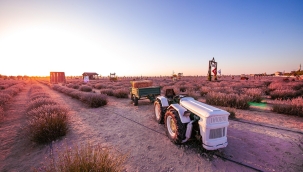 KARATAY LAVANTA BAHÇESİ 28 HAZİRAN'DA KAPILARINI AÇIYOR 