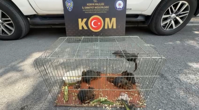 Konya'da yasadışı sincap ticaretine operasyon: 6 hayvan koruma altına alındı