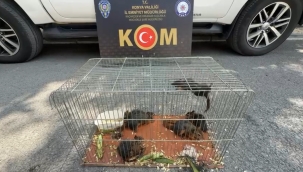 Konya'da yasadışı sincap ticaretine operasyon: 6 hayvan koruma altına alındı 