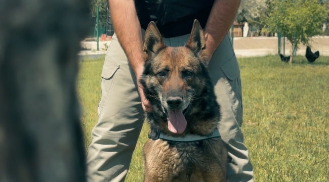 Konya'nın kahraman köpeği Artur emekliye ayrıldı 