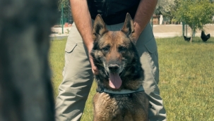 Konya'nın kahraman köpeği Artur emekliye ayrıldı 
