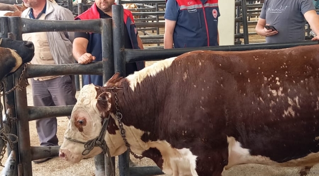 Kurban Bayramı Öncesi Akşehir'de Hayvan Pazarında Sıkı Denetim 