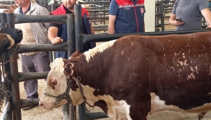 Kurban Bayramı Öncesi Akşehir'de Hayvan Pazarında Sıkı Denetim 