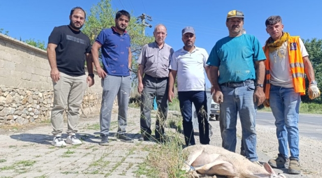 MAHALLEYE DOĞALGAZ GELİNCE MUHTAR KURBAN KESTİ