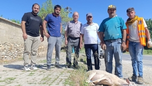 MAHALLEYE DOĞALGAZ GELİNCE MUHTAR KURBAN KESTİ