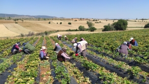 Tarımın Başkenti Konya'da "Hüyük Çileği" Üreticiye Umut Oluyor 
