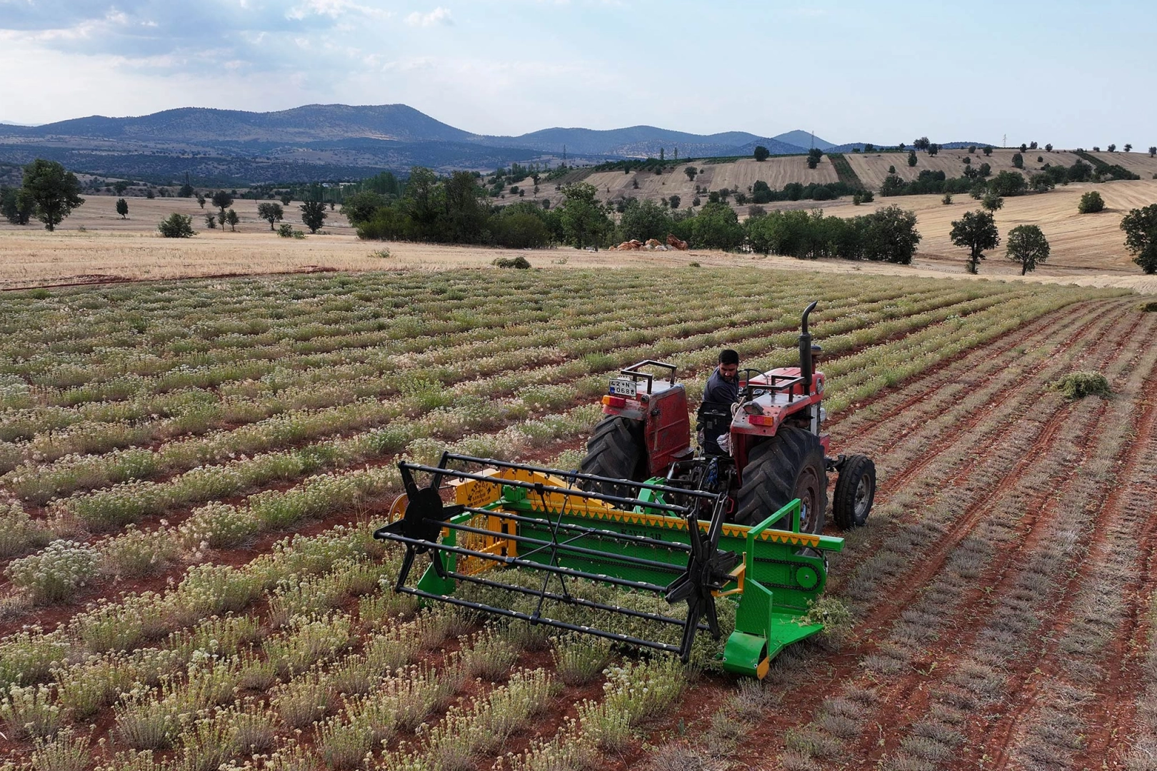 Güneysınır'da kekik hasadı: Kuraklığa dirençli tarımda yeni dönem