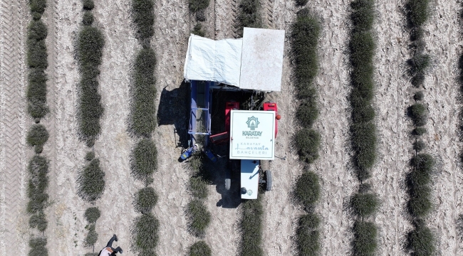    TÜRKİYE'NİN EN BÜYÜK LAVANTA BAHÇESİ'NDE HASAT ZAMANI 