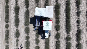    TÜRKİYE'NİN EN BÜYÜK LAVANTA BAHÇESİ'NDE HASAT ZAMANI 