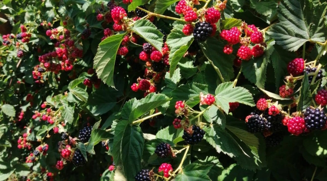 Akşehir'de KOP Destekli Böğürtlen Bahçelerinde Hasat Sevinci 