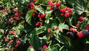 Akşehir'de KOP Destekli Böğürtlen Bahçelerinde Hasat Sevinci 