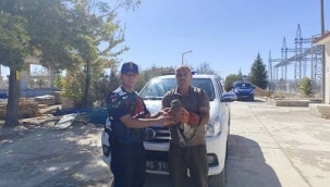 Konya'da jandarma ekiplerinin bulduğu yaralı kartal tedavi altına alındı 