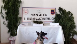 Konya'nın 5 ilçesinde Jandarmadan uyuşturucu operasyonu 