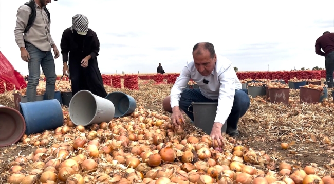 Başkan Aydın, Hasat Zamanında Çiftçilerle Buluştu 