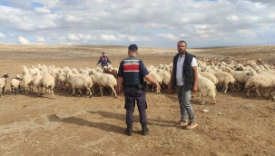 Konya'nın Ilgın ilçesinde kaybolan 93 koyun dronla bulundu 
