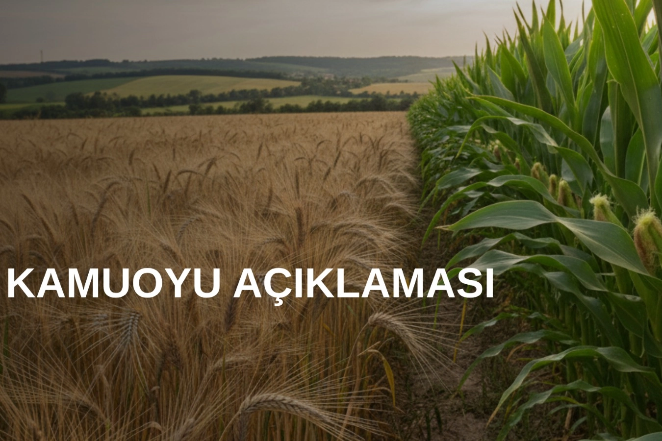 TMO'dan arpa ve mısır kontenjanlarıyla ilgili açıklama