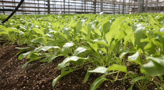 TÜRKİYE TARIMINDA İLK! KONYA ŞEKER, PANCAR TESTLERİNDE DÜNYA LİGİNDE 