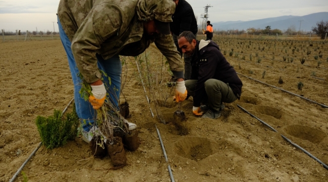 AKŞEHİR BELEDİYESİ'NDEN KIRSALA TARIMSAL DESTEK; 5.500 LAVANTA FİDANI TOPRAKLA BULUŞTU 