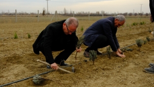 AKŞEHİR BELEDİYESİ'NDEN KIRSALA TARIMSAL DESTEK; 5.500 LAVANTA FİDANI TOPRAKLA BULUŞTU 