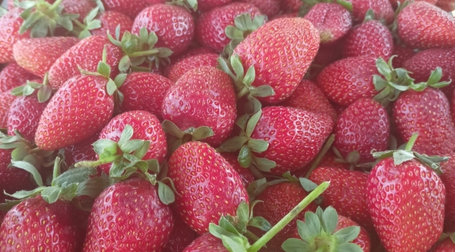 SEYDİŞEHİR ÇİLEĞİ TESCİLLENDİ 