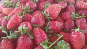 SEYDİŞEHİR ÇİLEĞİ TESCİLLENDİ 