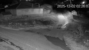 Yunak'ta Aç Kalan Kurt Sürüsü Mahalle Meydanına İndi 