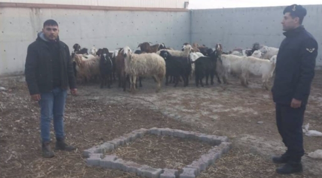 Ilgın'da jandarma ekipleri çalınan 48 hayvanı sahibine teslim etti: 7 şüpheli gözaltına alındı 