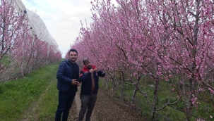 AKŞEHİR'DE ZİRAİ DONA KARŞI SAHA ÇALIŞMALARI SÜRÜYOR 