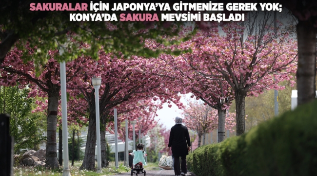 SAKURALAR İÇİN JAPONYA'YA GİTMENİZE GEREK YOK; KONYA'DA SAKURA MEVSİMİ BAŞLADI 